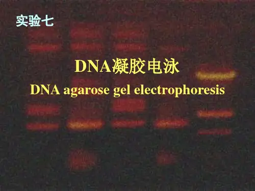 DNA电泳