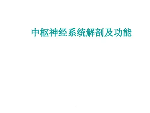 中枢神经系统解剖及功能