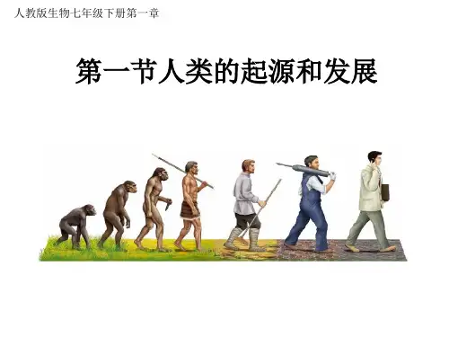 _人教版七年级生物下册 第四单元第一章第一节人类的起源和发展   课件