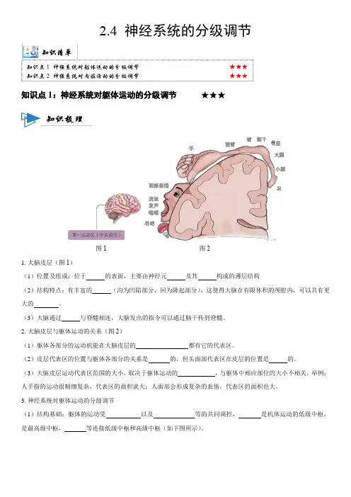 2023-2024学年人教版高二生物上学期教材同步讲义2-4 神经系统的分级调节含详解