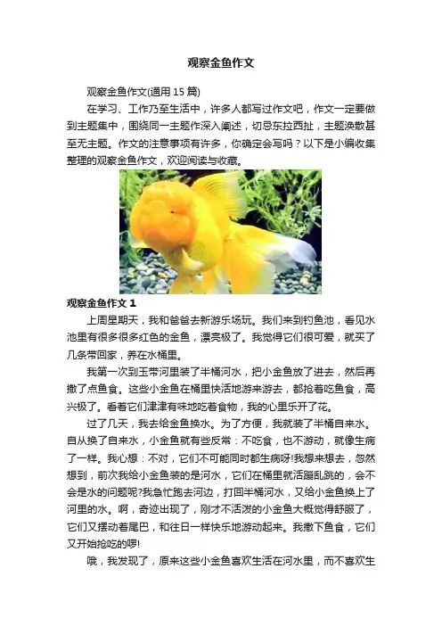 观察金鱼作文