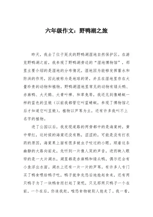 六年级作文：野鸭湖之旅