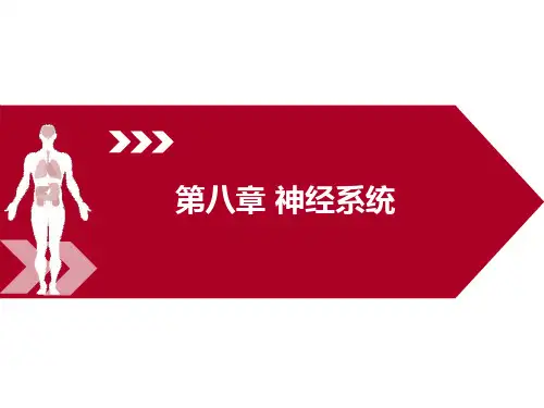 运动解剖学 李世昌8第八章 神经系统