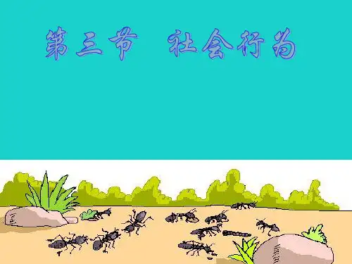 八年级生物上册 5_2_3 社会行为课件 (新版)新人教版