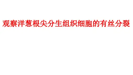 【课件】2023届高三生物一轮复习课件观察洋葱根尖分生组织细胞的有丝分裂