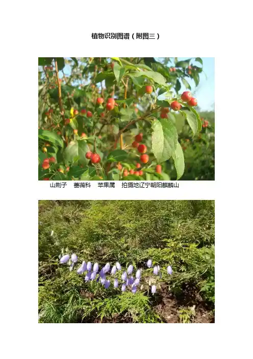 植物识别图谱（附图三）