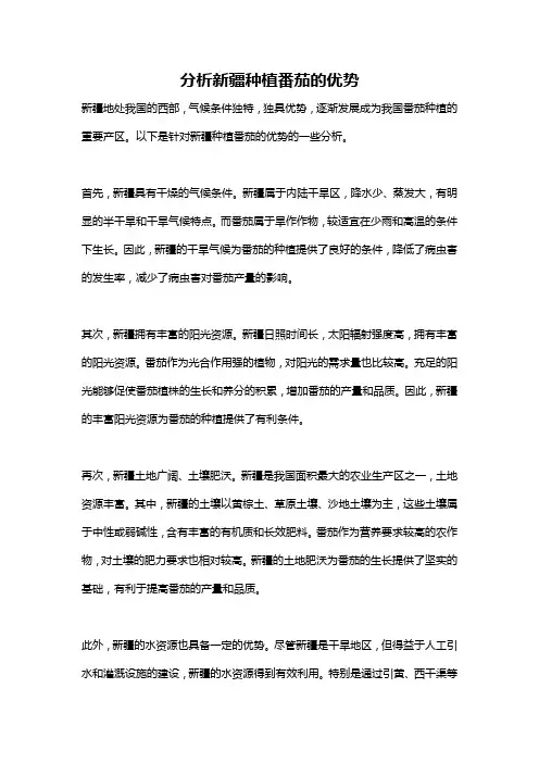 分析新疆种植番茄的优势