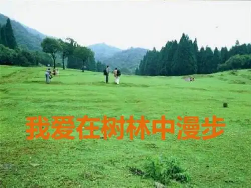 《我爱在树林中漫步》课件