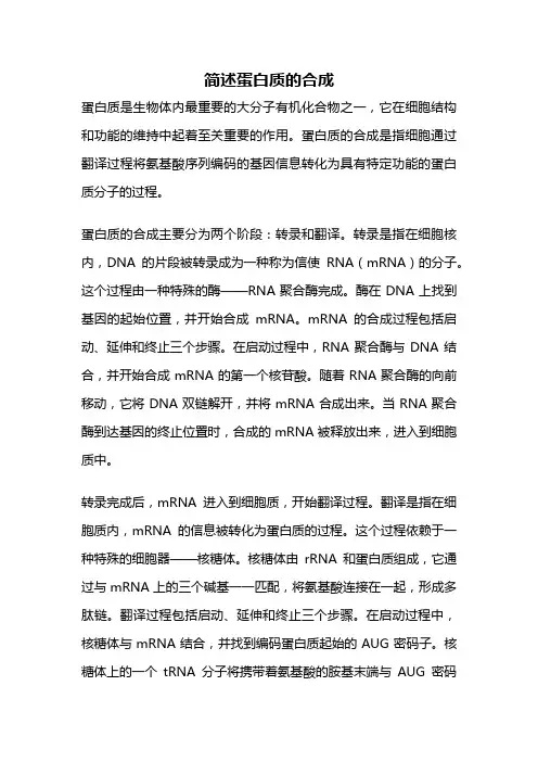 简述蛋白质的合成
