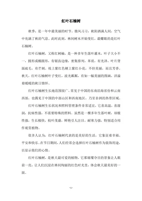 红叶石楠树
