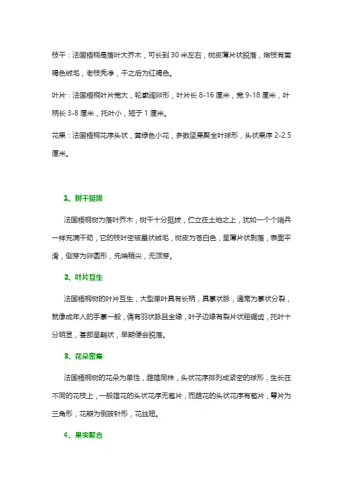 法国梧桐长啥样