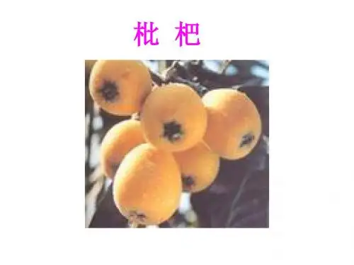 枇杷和琵琶8 识字课件