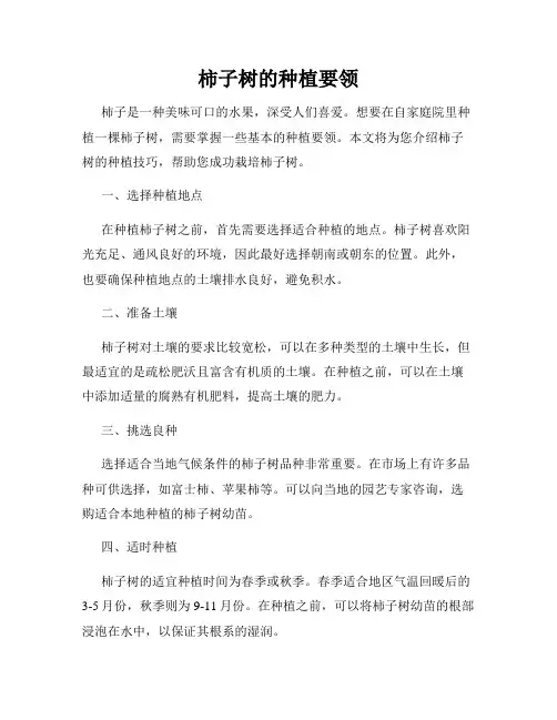 柿子树的种植要领
