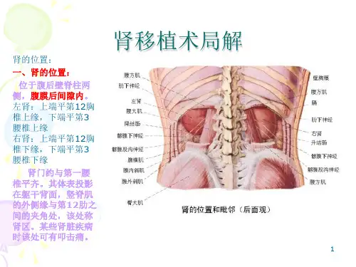 肾移植术的解剖幻灯片