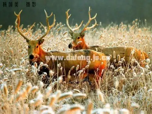 《麋鹿》