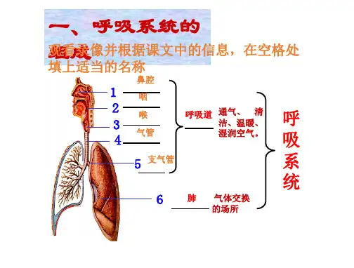 呼吸系统-消化系统-循环系统-泌尿系统总复习