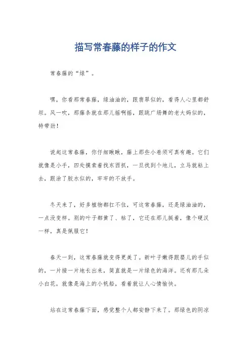 描写常春藤的样子的作文