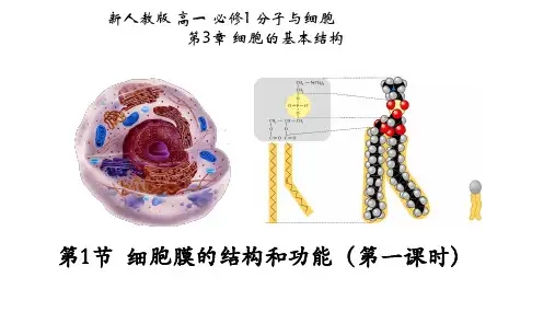 3.1+细胞膜的结构和功能(第一课时)-高一生物课件(2019人教版必修1)