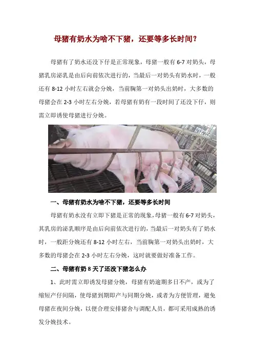 母猪有奶水为啥不下猪,还要等多长时间？