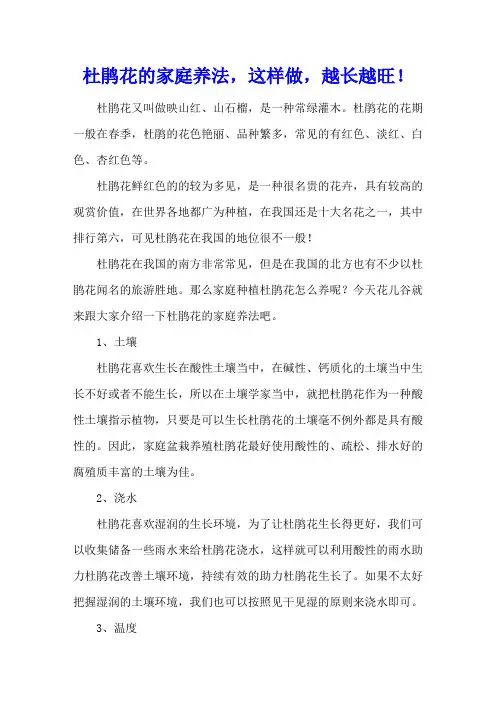 杜鹃花的家庭养法,这样做,越长越旺!