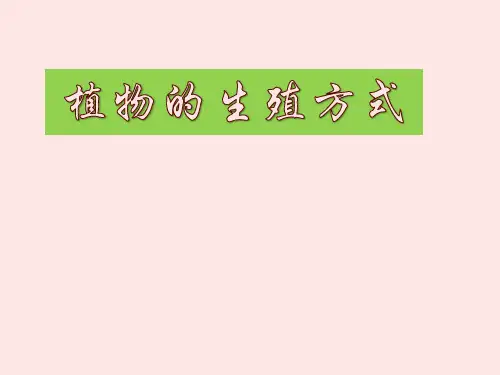 北师大版生物八上19.3《植物的生殖方式》课件(共23张PPT)