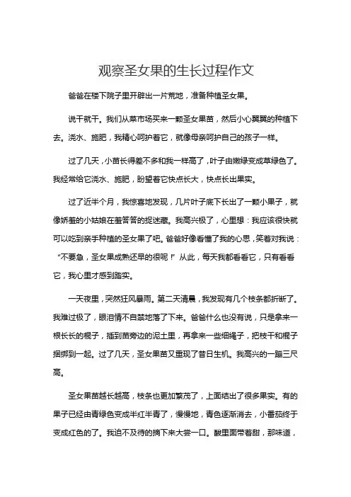 观察圣女果的生长过程作文