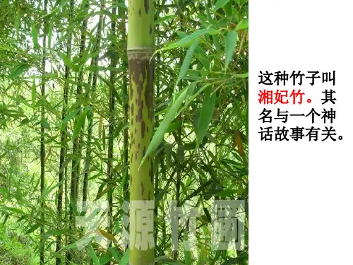 高中语文中国古代诗歌散文欣赏：1.2《湘夫人》陈改编