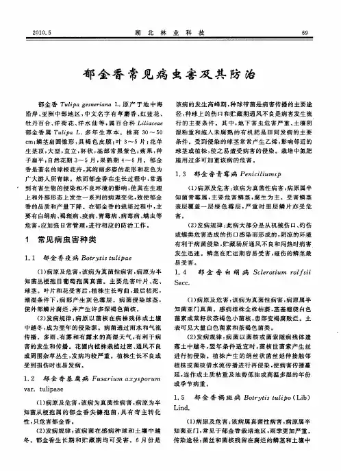 郁金香常见病虫害及其防治