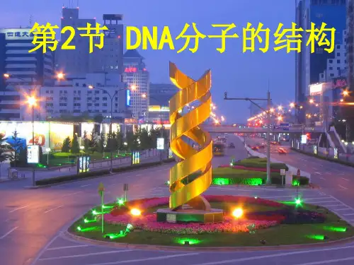 DNA分子的结构计算全部ppt课件