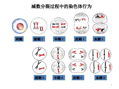 减数分裂曲线图ppt课件