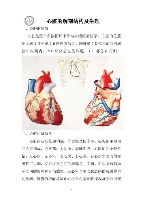 心脏的解剖结构及生理(含彩图)-心脏位置图
