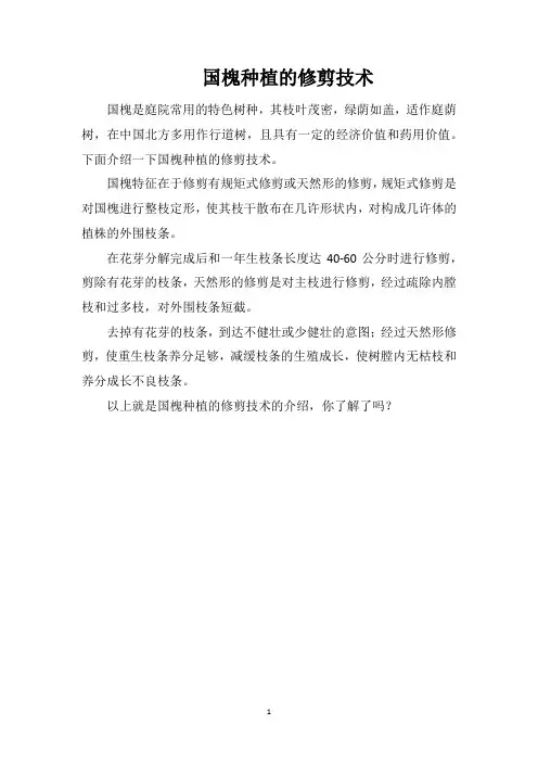 国槐种植的修剪技术