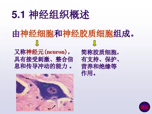 神经组织PPT课件