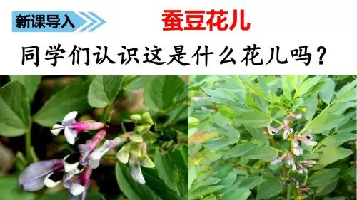 【冀教版】2018年三上语文：8蚕豆花儿