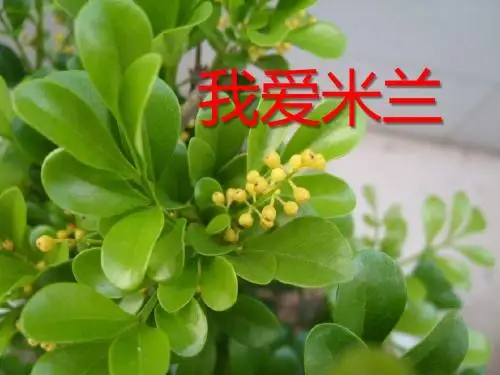 《我爱米兰》PPT(上课用)2