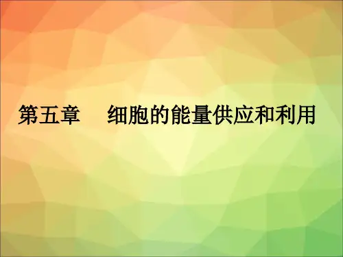 高中高三复习课件人教版生物必修一第五章 细胞的能量供应和利用