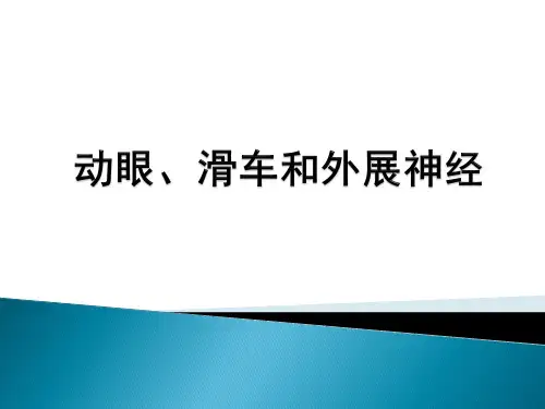 动眼、滑车、外展神经解剖