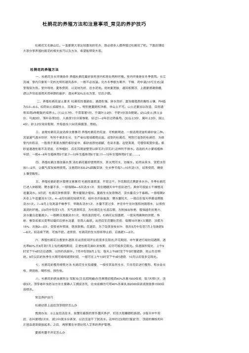 杜鹃花的养殖方法和注意事项_常见的养护技巧
