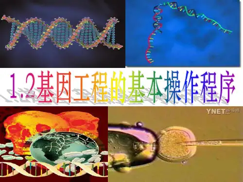 人教版高中生物选修3专题1第2节基因工程的基本操作程序(共42张PPT)