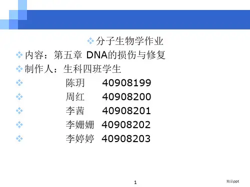 DNA的损伤与修复ppt课件