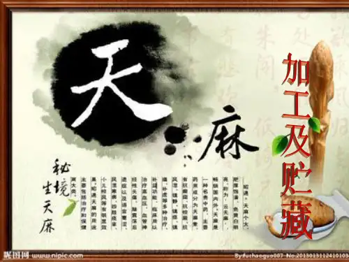 天麻课件