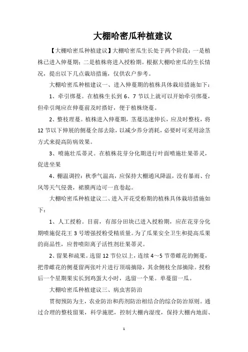 大棚哈密瓜种植建议
