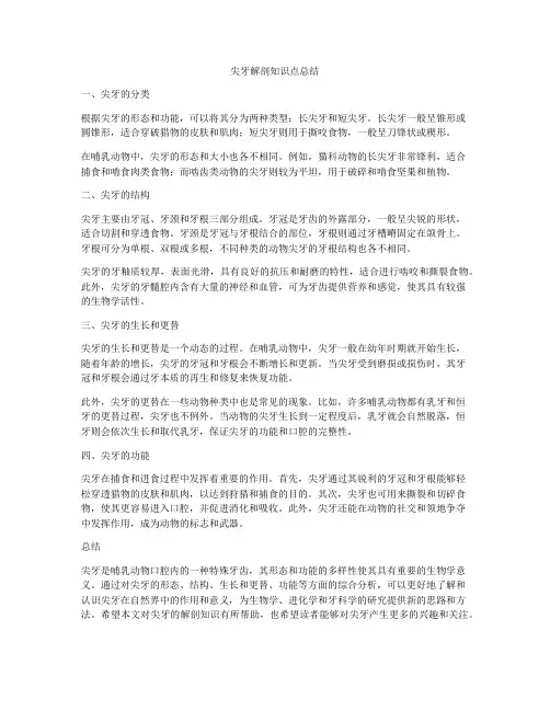 尖牙解剖知识点总结