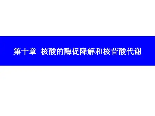 第十章 核酸的酶促降解和核苷酸代谢精品PPT课件