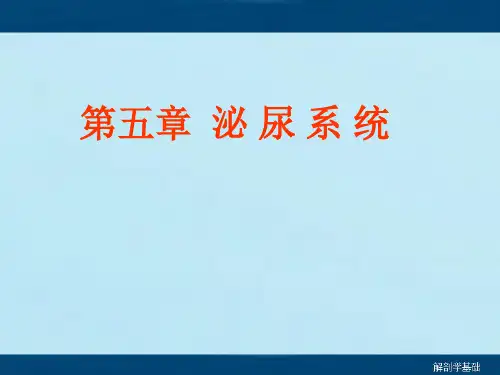 解剖学基础《泌尿系统》PPT课件