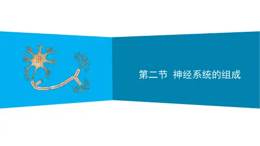 人教版生物七年级下册：4.6.2 神经系统的组成 课件 (共23张PPT)