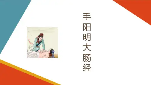 经络与腧穴理论 经络腧穴各论 手阳明大肠经