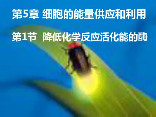 高中生物必修一第五章第一节降低化学反应活化能的酶课件(共34张PPT)