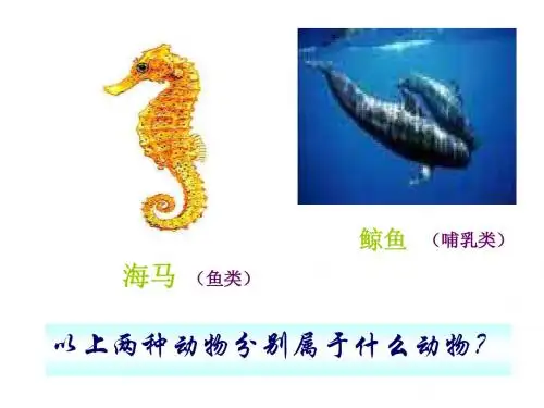 陆地生活的动物2
