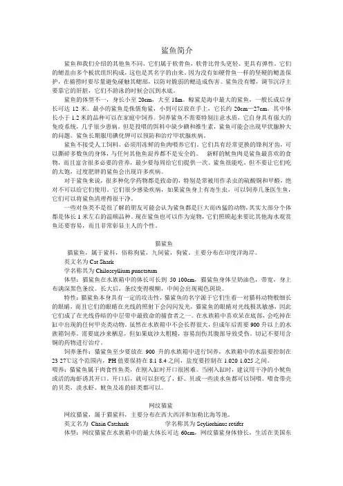 鲨鱼